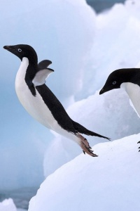 free fall penguin